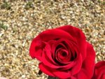 A beautiful red birthday rose